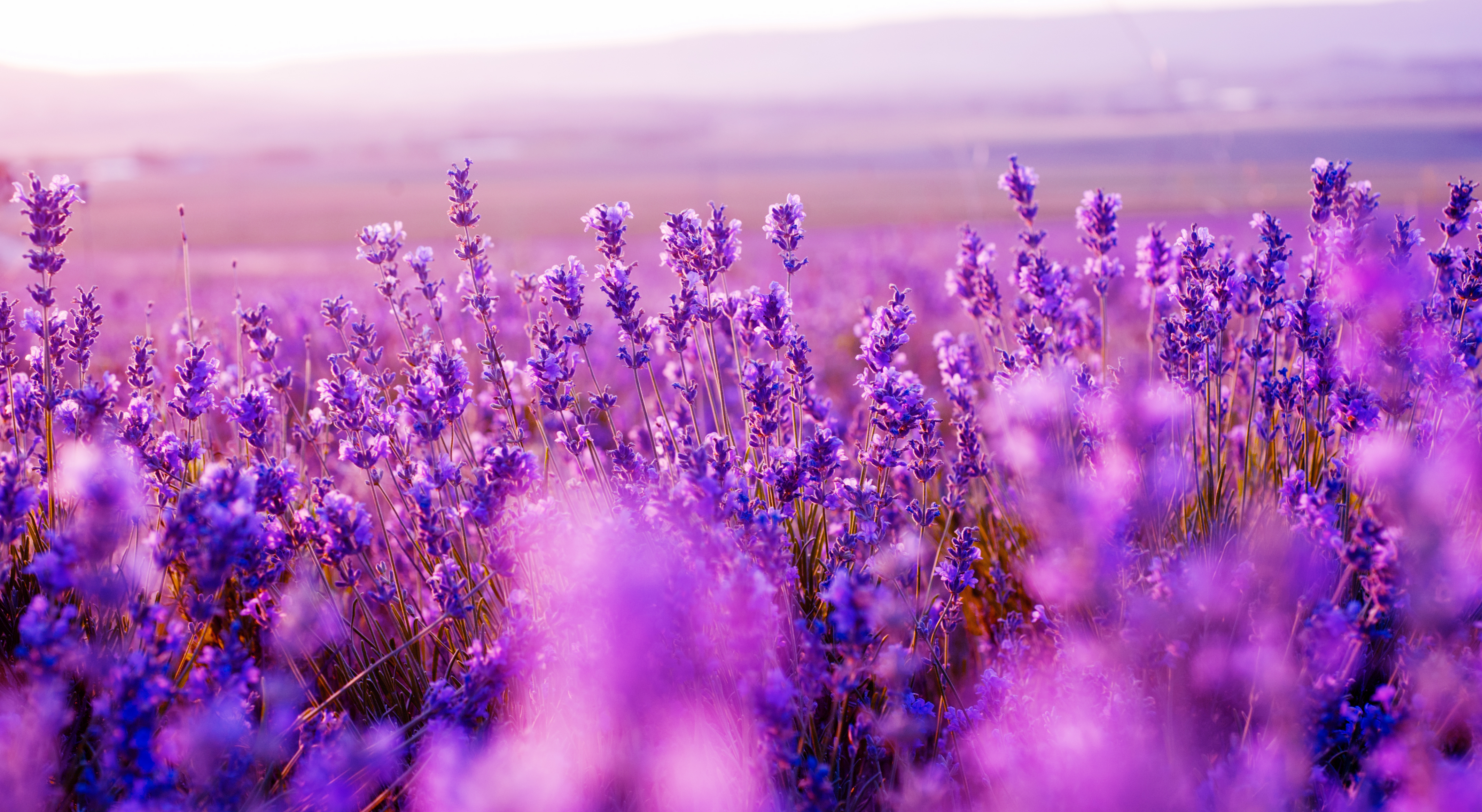 A colour that changes the face of a village: Lavender Purple