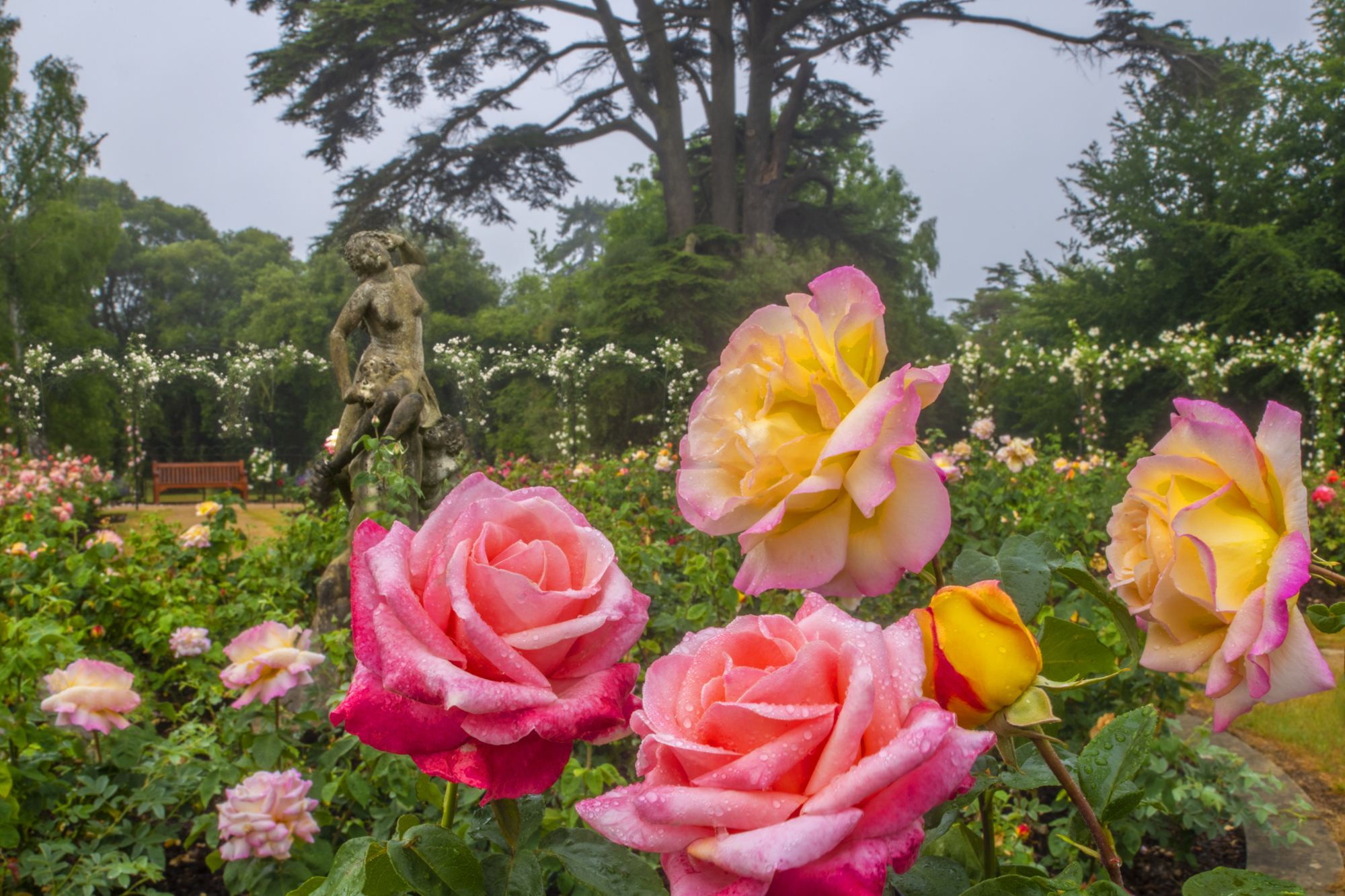 Heaven Scent – Blenheim Palace’s Rosarium Blooming Early